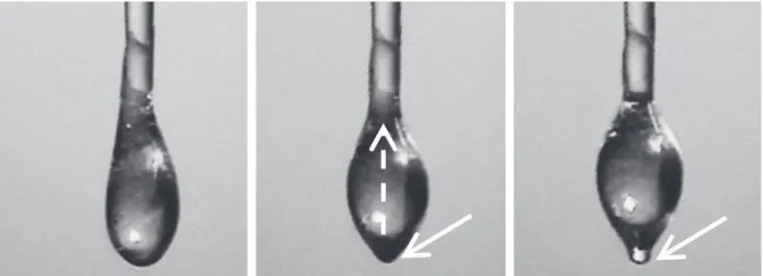 Figure 2 - Behavior of resin after the attachment on P 2 . Left - Resin from the bees hive immediately after the attachment on P 2 