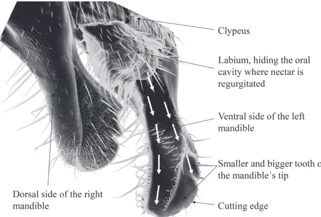 Figure 7 - Electron-microscopical overall-view of the posture of Stingless Bees´ mandibles, here from Plebeia lucii (Moure, 2004,  magnification 200x, 25 kv)