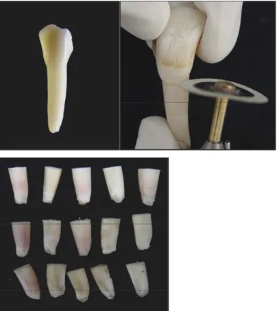 Figura 1. Dente bovino tendo suas raízes seccionadas e selecionadas. 