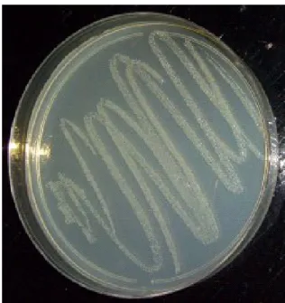 Figura 1: Colônias de Staphylococcus aureus.