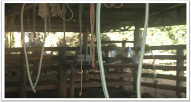FOTO 8: Curral de um camponês dedicado a criação de gado leiteiro no município de Limeira do Oeste-MG