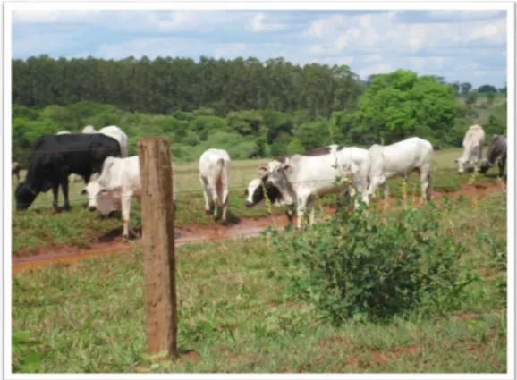 FOTO 13:  O gado para os camponeses do Cerrado lhes assegura o amanhã, é certeza de renda para movimentar a vida na propriedade