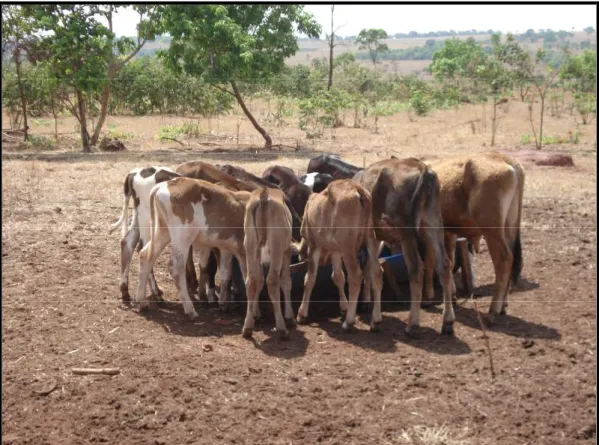 Foto 2: Bezerros sendo tratados em cocho, no lote 01. Autor: CRUZ, Nelson Ney Dantas  Cruz, Setembro, 2007