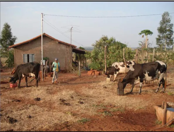 Foto  3:  Vacas  leiteiras  sendo  tratadas  no  lote  02.  Autor:  CRUZ,  Nelson  Ney  Dantas,  Setembro, 2007