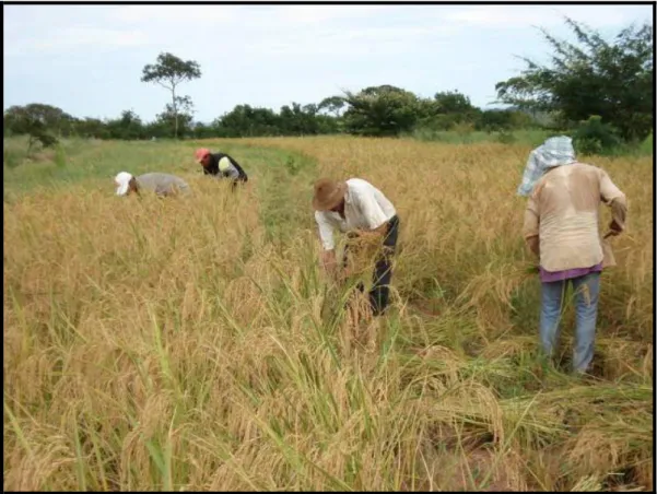 Foto 2: Colheita do arroz  no lote nº  01. O trabalho é realizado de forma coletiva, onde  participam  assentados  e  fazendeiros  vizinhos