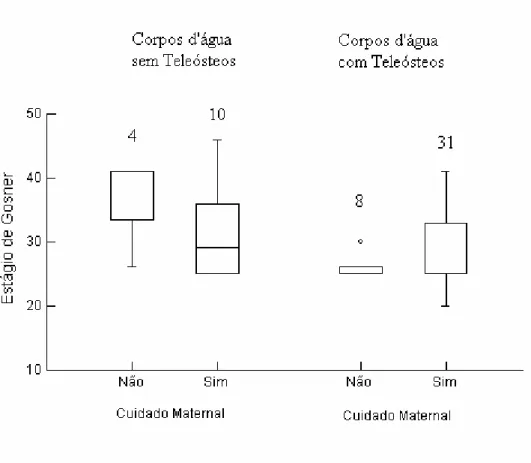 FIGURA 7: Mediana e variação no estágio de desenvolvimento entre girinos (cardumes) de  Leptodactylus ocellatus com e sem cuidado à prole em ambientes com e sem teleósteos  (predadores)
