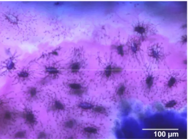 Fig 1.1 – São visíveis os filipodia   intercelulares. Coloração Giemsa-  eosina. Microscópio Nikon Eclipse 600,   imagens obtidas através de câmara   digital Nikon DN100
