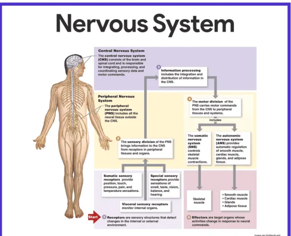 Figure 2.1: Schematic diagram of the Nervous System [1]
