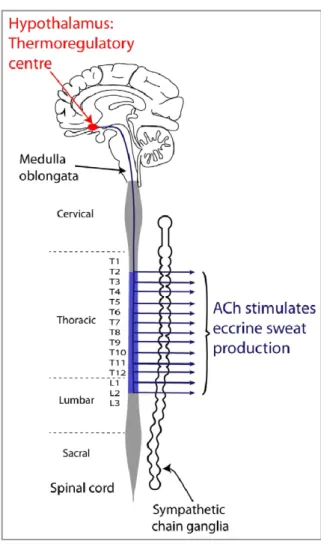 Figure 2.4: Signalling pathway for the thermoregulatory centre [4]