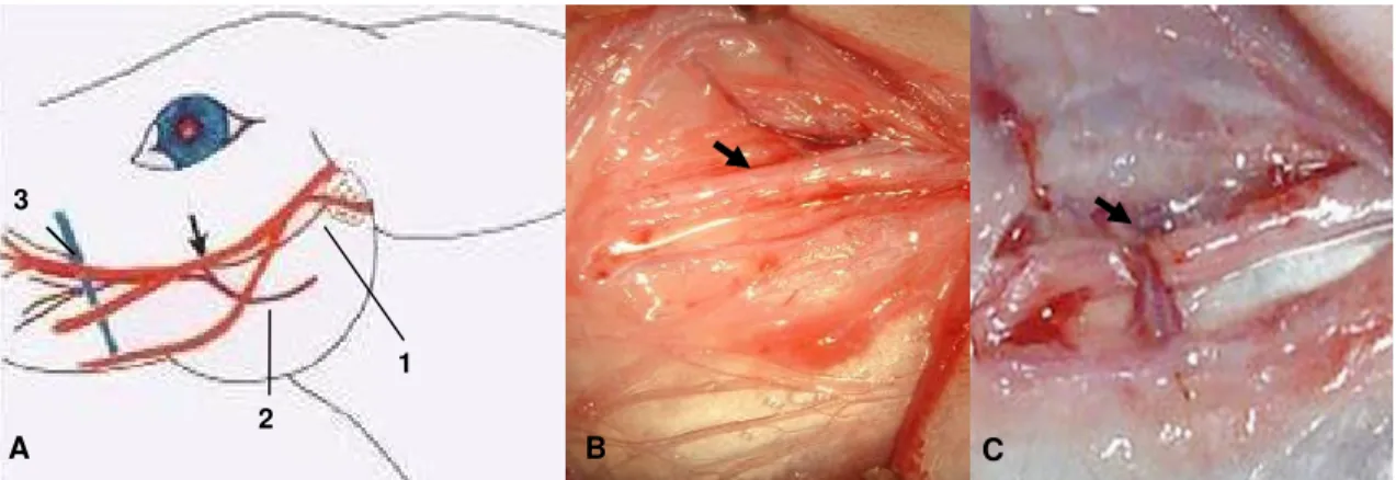 Figura 1. A. Esquema representativo da localização do ramo bucal dorsal do nervo facial de coelho  da raça Nova Zelândia (seta), ducto parotídeo (1), artéria facial transversa (2) e veia facial  (3)