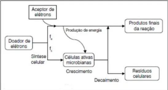 Figura 2.3 - Produção de energia e síntese celular no processo oxidativo microbiano (Rittmann e McCarty, 2001 apud Benetti e Aquino 2010)