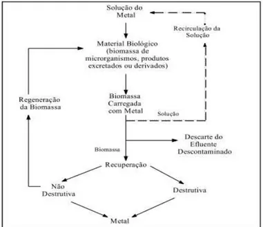 Figura 2.7 - Etapas básicas envolvidas na remoção e recuperação de metais por  materiais biológicos (Mesquita, 1995)