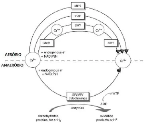 Figura 2.8 - Mecanismos plausíveis de redução enzimática de Cr (VI) em   condições aeróbias e anaeróbias (CHEUNG e GU, 2007 apud LELES, 2010)