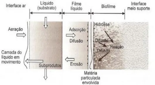 Figura 2.11 - Mecanismos e Processos envolvidos com o transporte e a degradação de substratos  em biofilmes (Gonçalves et al., 2001)