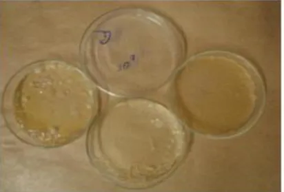 Figura 4.1 - Placas indicando a diluição para micro-organismos na ordem de 10 8 células/mL na  amostra 2