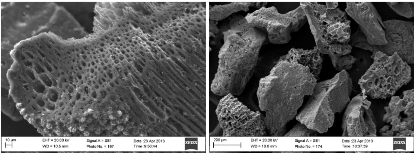 Figura 3.1 - Microscopia de varredura eletrônica da superfície do carvão ativado  com  faixa  granulométrica &gt; 0,250 mm