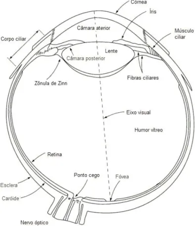 Figura 2.1: Diagrama simplificado de um corte transversal do olho humano.