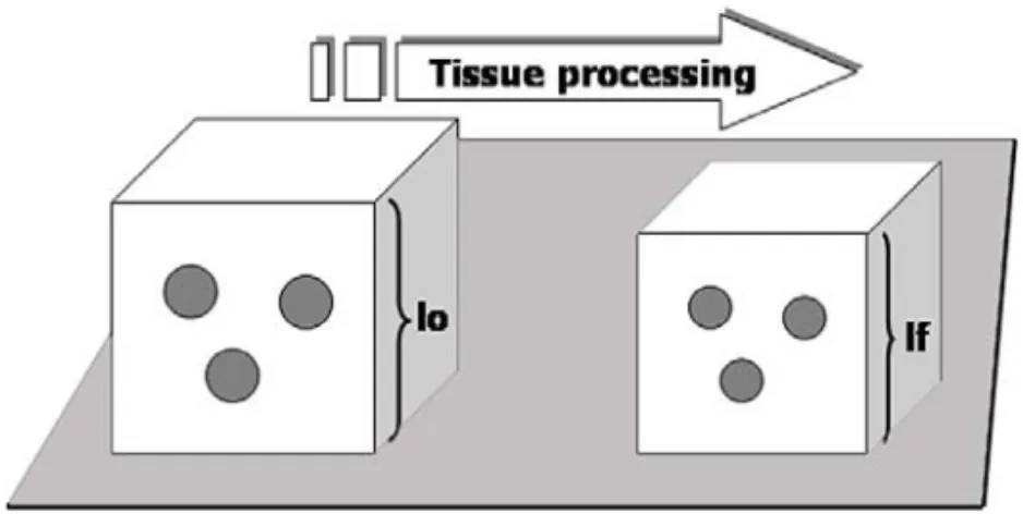 Fig. 3 – The shrunken tissue block (right side) occupies a smaller volume than the original fresh tissue volume (left side); lf and lo are some characteristic lengths in the shrunken and the original tissue block, respectively