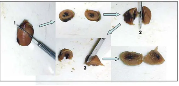 Fig. 8 – Generalization of the orientator method in rat heart preparation. First, the heart is cut at random (1) and after the two halves are put on this face and cut again at random (2), and again (3)