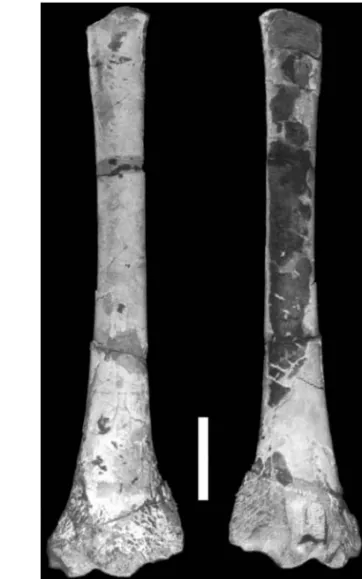 Fig. 4 – Photographs of a left ulna (MACN-SC 3617), from the Río Belgrano Formation (Barremian), Santa Cruz Province  (Ar-gentina) in (a) anterior and (b) posterior views