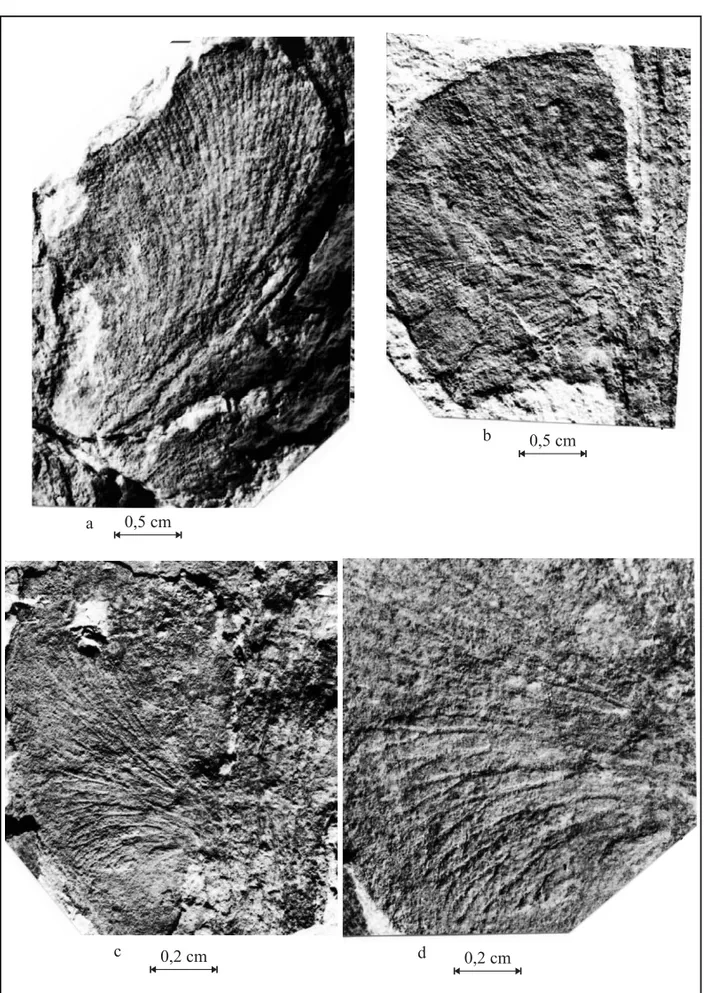 Fig. 6 – Details of pines of Botrychiopsis valida from Quitéria (a) detail of an apical pine with venation – PbU 0061; (b) detail of a basal pine – PbU 0062; (c) detail of a pine with venation – PbU 0233; (d) detail of venation of a basal pine, showing ven