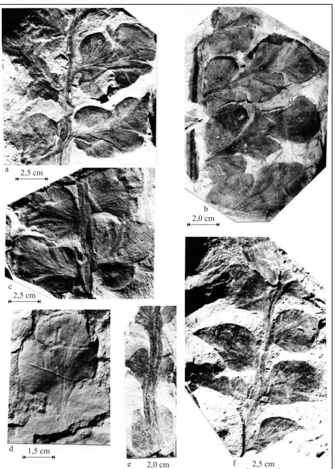 Fig. 3 – Botrychiopsis plantiana fronds from Faxinal and Base of Morro Papaléo: (a) apical portion of the frond with pines whit complete limbus, presenting small insertions and venation - PB 2677; (b) detail from the average portion of a frond – PB 2935; (