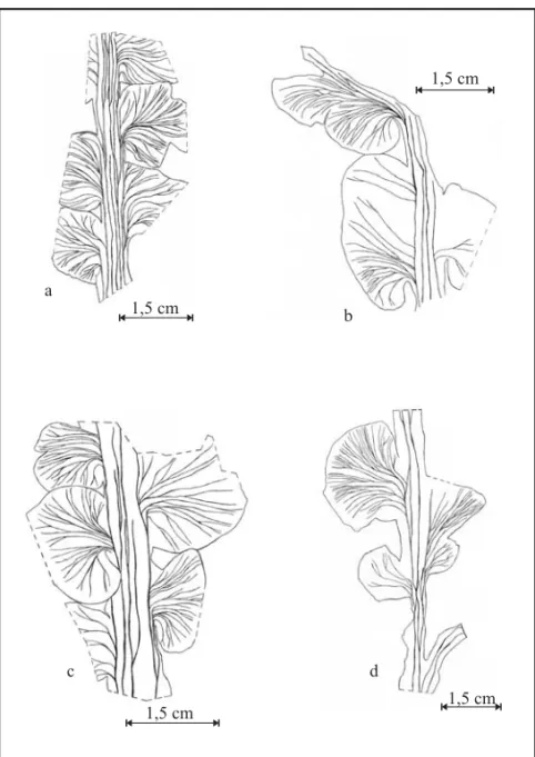 Fig. 4 – Botrychiopsis valida fronds from Quitéria. (a) middle portion of a frond with pines, showing the venation of the rachis, the insertion of the pines in the rachis and is venation – PbU 0281; (b) middle portion of the frond with complete limbus pres