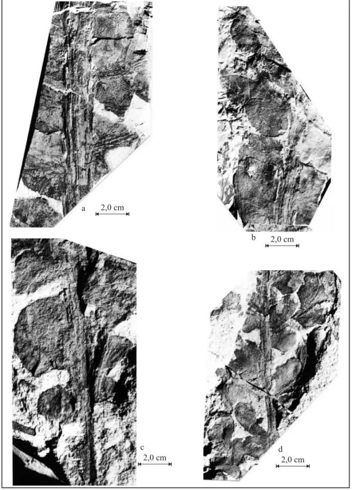 Fig. 5 – Botrychiopsis valida.fronds from Quitéria (a) detail of the middle portion of a frond with pines and it insertion in the rachis – PbU 0281; (b) middle portion of the frond with complete limbus presenting small insertions and venation – PbU 0233; (