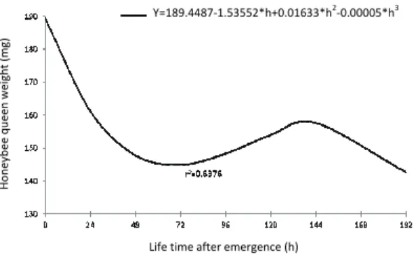 Figure 4. Weight (mg) of Africanized honeybee queens in  relation to life time (h) after emergence, stored in queen banking  or incubator