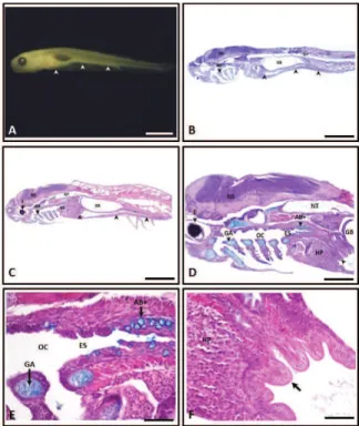 Figure 1. Prochilodus argenteus larvae on the 3 rd  day after hatching; 