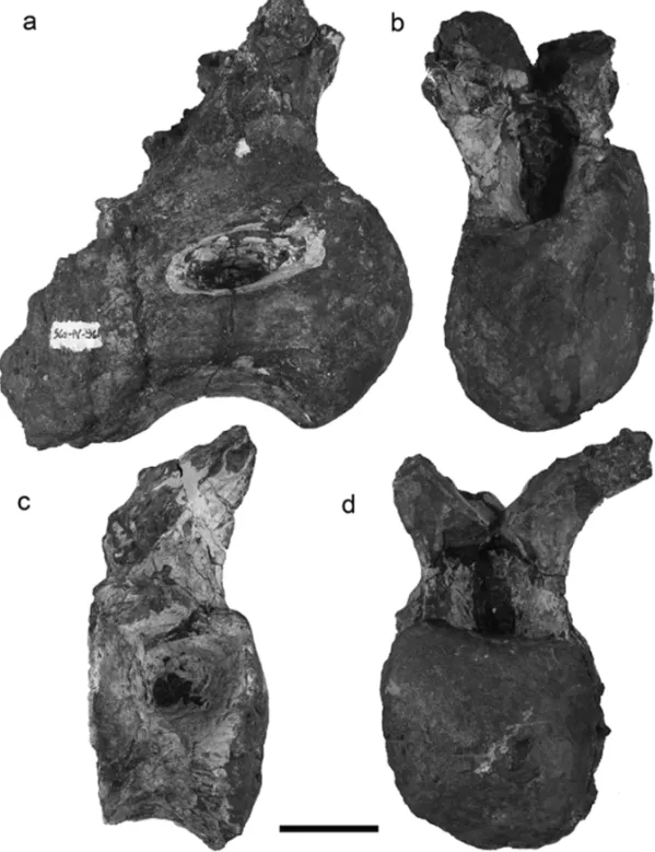 Fig. 1 – Atacamatitan chilensis gen. et sp. nov., lateral and anterior views of dorsal vertebrae of SGO.PV.