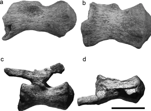 Fig. 2 – Atacamatitan chilensis gen. et sp. nov., caudal centrum SGO.PV.961c in ventral (A) and ventrolateral views (B); caudal vertebrae SGO-PV-961h in lateral (C) and dorsal (D) views
