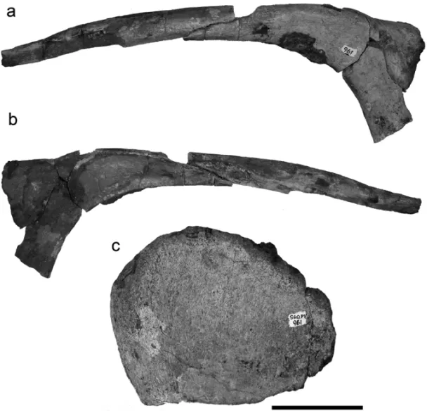 Fig. 3 – Atacamatitan chilensis gen. et sp. nov., rib (SGO-PV-961d) in anterior (A) and posterior (B) views; fragmentary sternal plate (SGO-PV-961e)