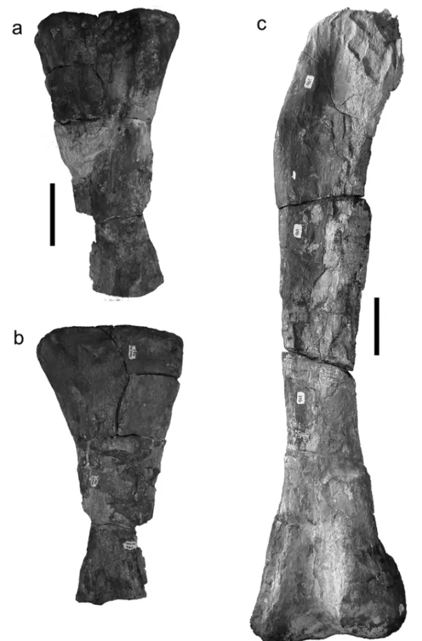 Fig. 4 – Atacamatitan chilensis gen. et sp. nov., proximal half of right humerus (SGO-PV-961f) in anterior (A) and posterior (B) views; femur in anterior view (C) Scale bar: 100 mm.
