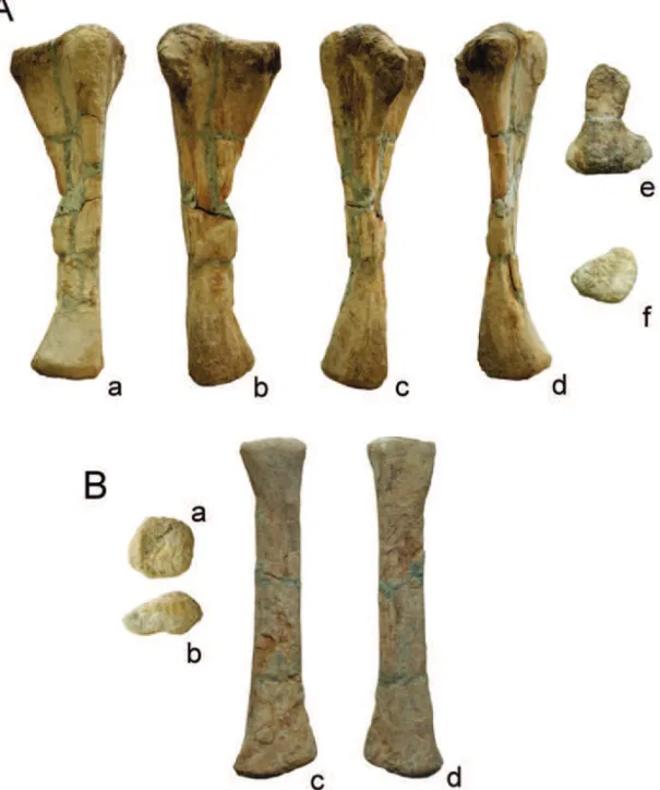 Fig. 4 – Angolatitan adamastor n. gen. et sp., A) right ulna in medial (a), anterior (b), lateral (c), posterior (d), proximal (e) and distal (f) views;