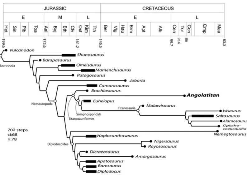 Fig. 6 – Phylogenetic relationships of Angolatitan adamastor and other sauropods. See text for explanation.