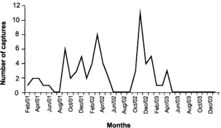Fig. 2 – Abundance of Ophiodes striatus during the study conducted from February 2001 to January 2004, in an altered grassy field area, municipality of Santa Maria, Rio Grande do Sul state, Brazil.