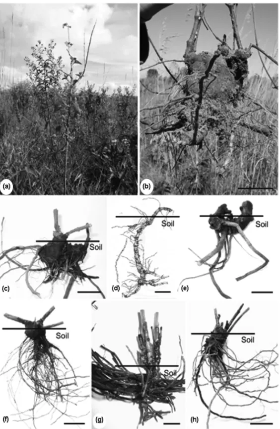 Fig. 1 – Adult plant of Mikania cordifolia L.f. Willd. in its natural habitat (a). General view of the subterranean systems (b-h)