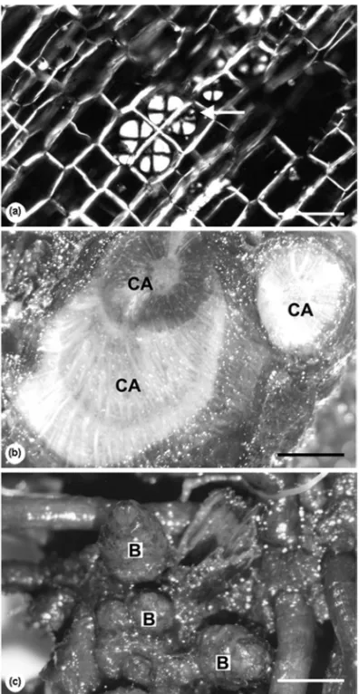 Fig. 2 – Vernonia megapotamica Spreng. Distribution of spherocrystals of inulin (arrow) in parenchyma cells of reserve tissues in the transection of a root (a)