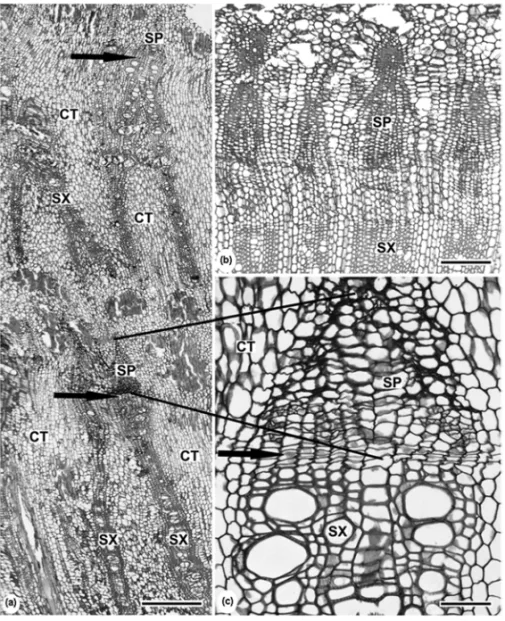 Fig. 5 – Transections of the xylopodium of Mikania cordifolia L.f (a, c). Willd. and Mikania sessilifolia DC (b)