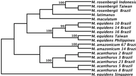 Fig. 2 – Unrooted phylogenetic tree constructed by the Neighbor-joining method obtained from sequences of the COI mitochondrial gene