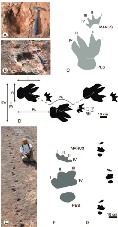 Fig. 2 – Ichnotaxa A and B. Pes and manus of the Icnotaxon A (A, B, C), trackway scheme with distances preserved and principal measurements taken (D)