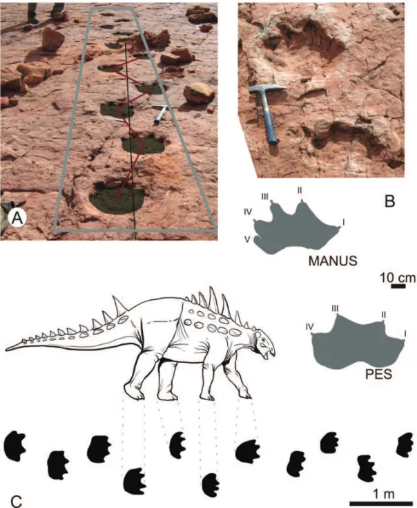 Fig. 4 – Ichnotaxon C. Trackway (A), isolated pes and manus of adult specimens in photograph (B up) and scheme (B down), detailed trackway scheme with distances preserved (C).