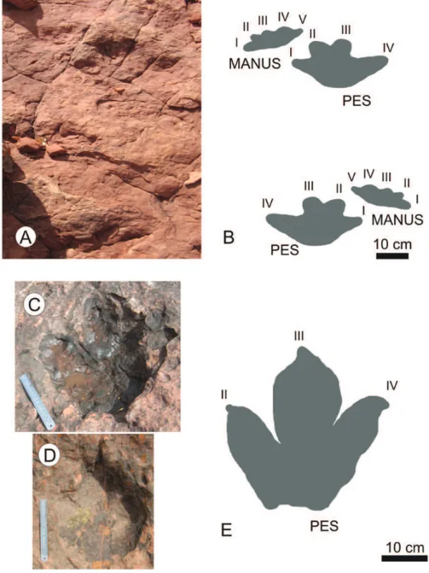 Fig. 5 – Ichnotaxon D. Trackway (A) and scheme with distances preserved (B). Ichnotaxon E.