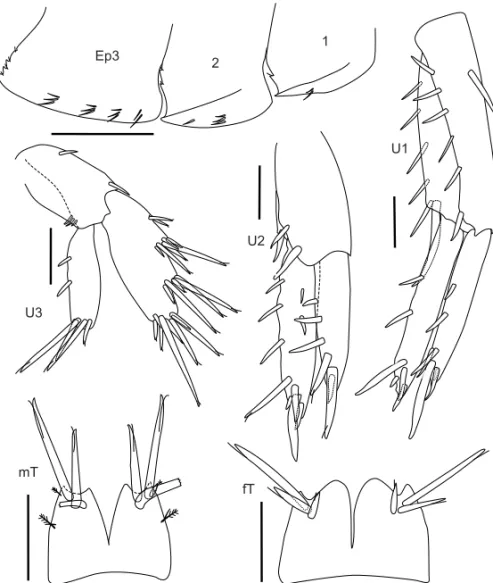 Fig. 4 – Elasmopus souzafilhoi sp. nov. Holotype, male, 5.9 mm, 08 ◦ 21 ′ 26&#34;S-34 ◦ 57 ′ 22&#34;W, October 10 th , 2003, intertidal, MNRJ 22534; paratype, female, 5.7 mm, MNRJ 22536