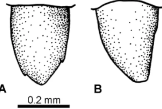Fig. 3 – Brasiliguana prudentis gen. et sp. nov. Holotype MN 7230-V, detail of the crown of the ninth (A) and the twelfth (B) maxillary teeth in labial view.