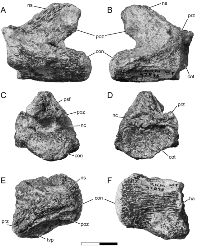 Fig. 2 – Caudal cervical vertebra (KNM-WT 47893) of Azhdarchidae indet. in left lateral (A), right lateral (B), caudal (C), cranial (D), dorsal (E), and ventral (F) views