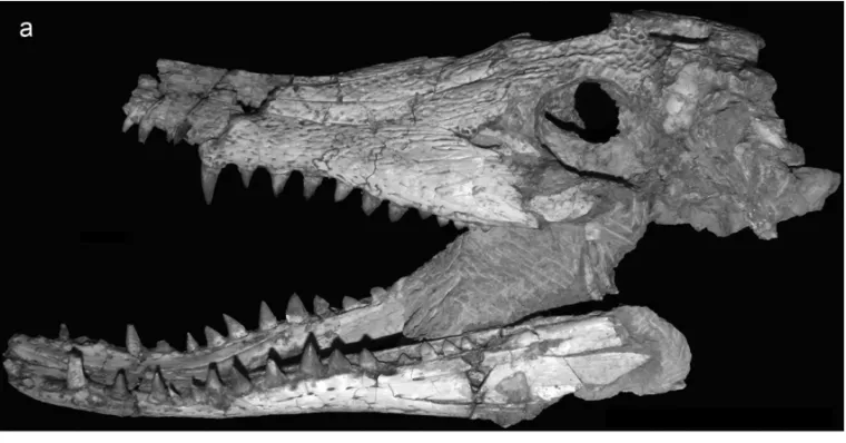 Fig. 2 – Lateral view of skull and mandible of the holotype (MN 7005 – V) of the crocodyliform Pepesuchus deiseae gen