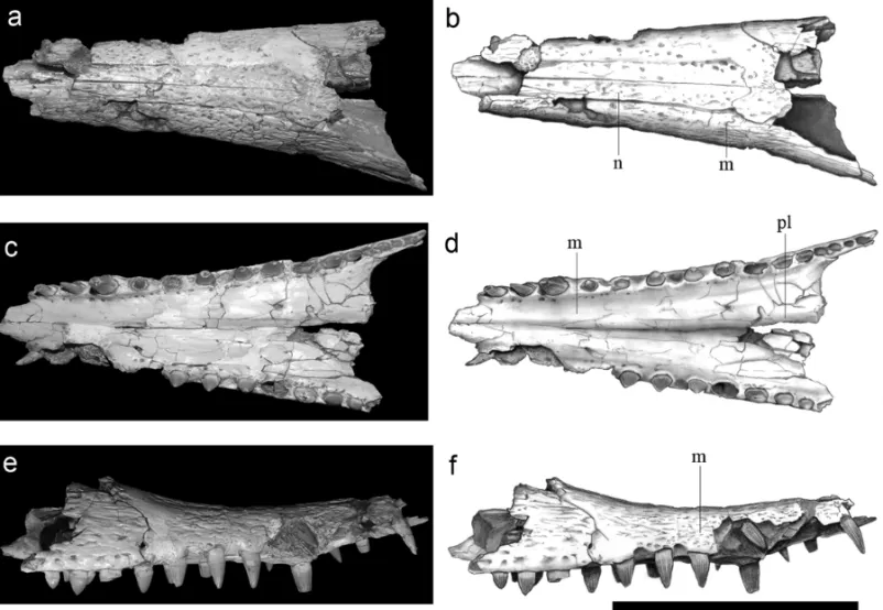 Fig. 3 – Paratype (MCT 1788 – R) of Pepesuchus deiseae gen. et sp. nov. in dorsal, ventral and lateral views