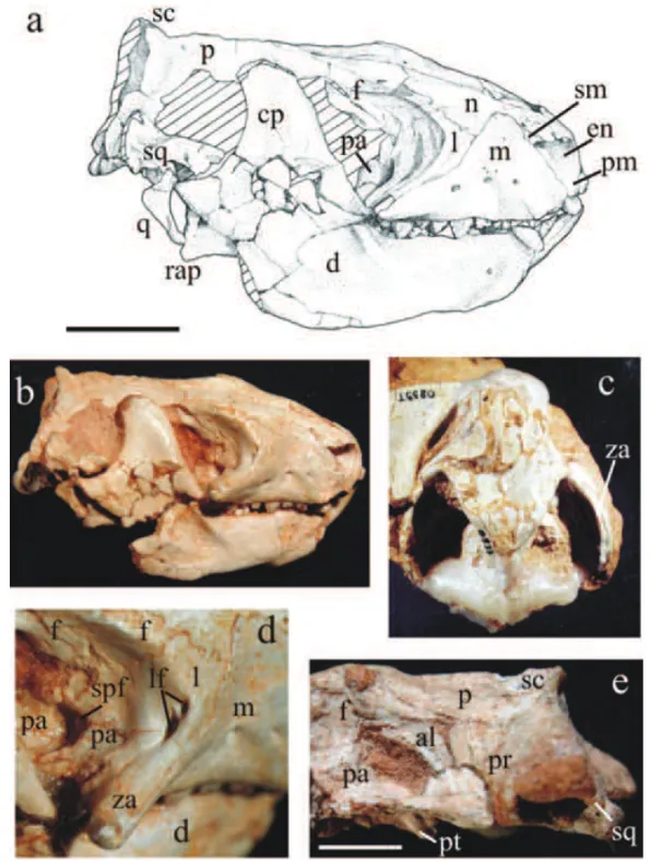 Fig. 6 – Riograndia guaibensis. UFRGS-PV-0596-T in lateral view: (a) drawing and (b) photo; (c) UFRGS-PV-0833-T in dorsal view; (d) UFRGS-PV-0596-T, detail of the medial orbital wall; (e) UFRGS-PV-0601-T in lateral view